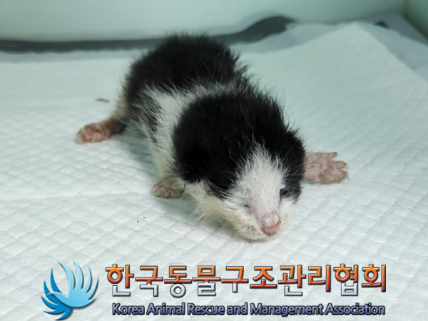 한국동물구조관리협회_441559202300809